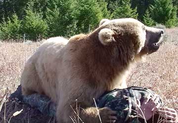 Image result for bear tent attack